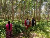 රබර් ජංගම සේවා වැඩසටහන, සූරියවැව 